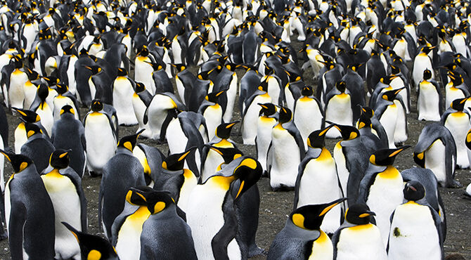 Counting penguins with British Science Week